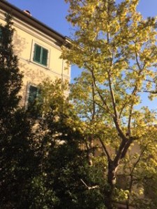 view from our Florence Hotel room surrounded by trees and classic architecture
