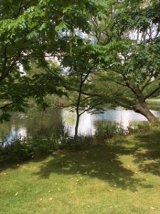 Part of the tranquil lake and garden at Buckingham Palace ...squirrels and ducks a plenty