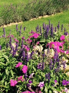 An even closer view of the herb and flower garden