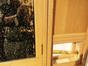 The beehive showing the bees' escape route to the garden outside