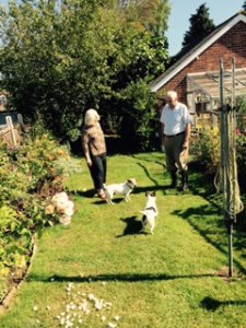 Ann Brian and staffordshire terriers Badger and Harvey in the back garden at Forge House Frinsted