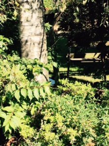 beautiful trees and wonderful birds in the Forge House garden in Frinsted