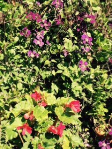 Flowers in Forge House garden with lots of bumble bees