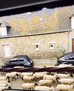 Mont St Michel sheep running past our room early next morning. This is a rural paradise