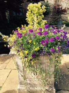 One of hundreds of floral displays at Penshurst Place