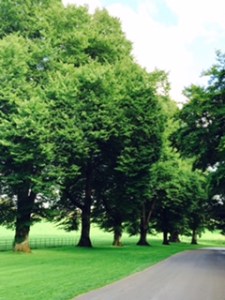 Stourhead House treelined driveway