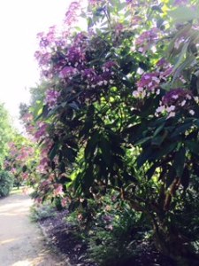 Stourhead House hydrangeas
