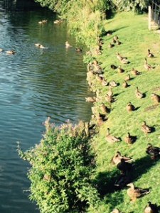 The duck army on the Avon River in Chippenham Wiltshire
