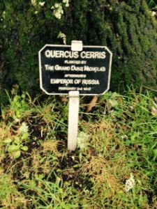 Wilton House garden seed planted by the future Tsar of Russia , now a giant oak