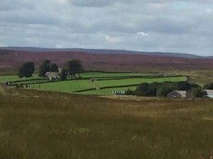 The Yorkshire dales covered in wonderful purple heath