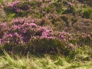 Close up of the heath in the Yorkshire dales
