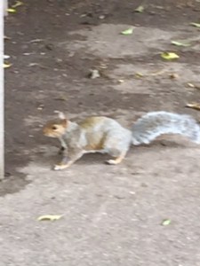 A squirrel busy in the old abbey park with all the visitors and action
