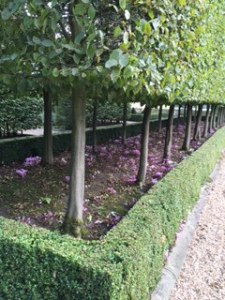 cyclamens and Lime trees in Harewood garden