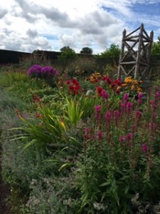 Herbaceous borders and climbing things inside the walled garden. The Summer garden here near the sea is just past its best