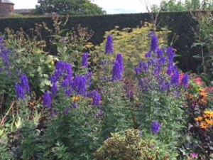 wonderful lupins in Houghton's walled garden