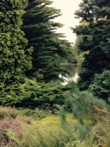 Stunning collection of conifers with a view through to one of the lakes