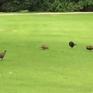pheasants grazing on the lawns..obviously not hunting season