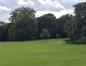 everywhere gorgeous trees